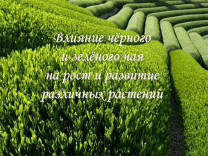 Влияние чёрного и зелёного чая на рост и развитие различных