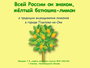 Всей России он знаком, жёлтый батюшка-лимон о традиции выращивания лимонов в городе Павлово-на-Оке