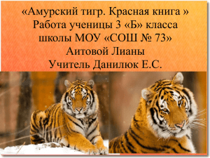 «Амурский тигр. Красная книга » Работа ученицы 3 «Б» класса