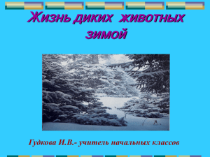 Жизнь диких  животных зимой Гудкова И.В.- учитель начальных классов