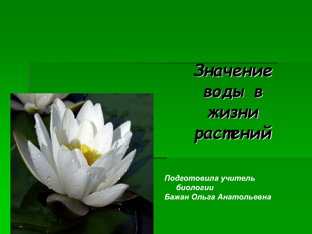 Вода в жизни растений. Значение воды в жизни растений. Значения воды в жизни растени. Значение воды для растений.