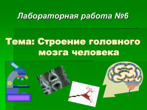 Тема: Строение головного мозга человека Лабораторная работа №6