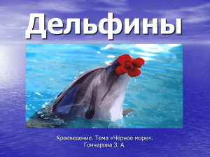 Дельфины Краеведение. Тема «Чёрное море». Гончарова З. А.