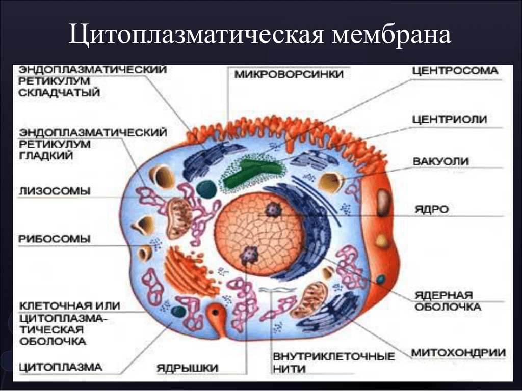Мембраны клеток эукариот. Цитоплазматическая мембрана. Структура цитоплазматической мембраны прокариот. Структурный элемент цитоплазматической мембраны. Цитоплазматическая мембрана и клеточная мембрана.
