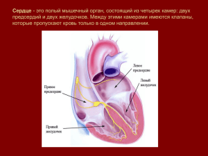 Сердце - это полый мышечный орган, состоящий из четырех