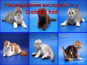 шотландских вислоухих кошках