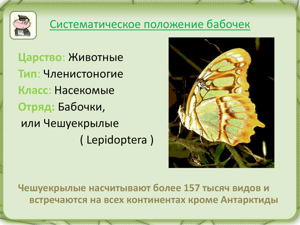 Класс насекомые бабочки. Бабочка царство Тип класс отряд вид. Систематика бабочки. Систематическое положение бабочки. Классификация бабочек.