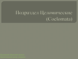 Подраздел Целомические (Coelomata)