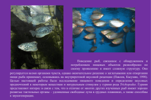Поведение рыб, связанное с обнаружением и потреблением пищевых объектов разнообразно по