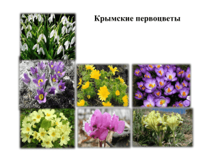 Крымские первоцветы