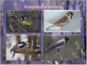 Зимующие птицы (презентация).