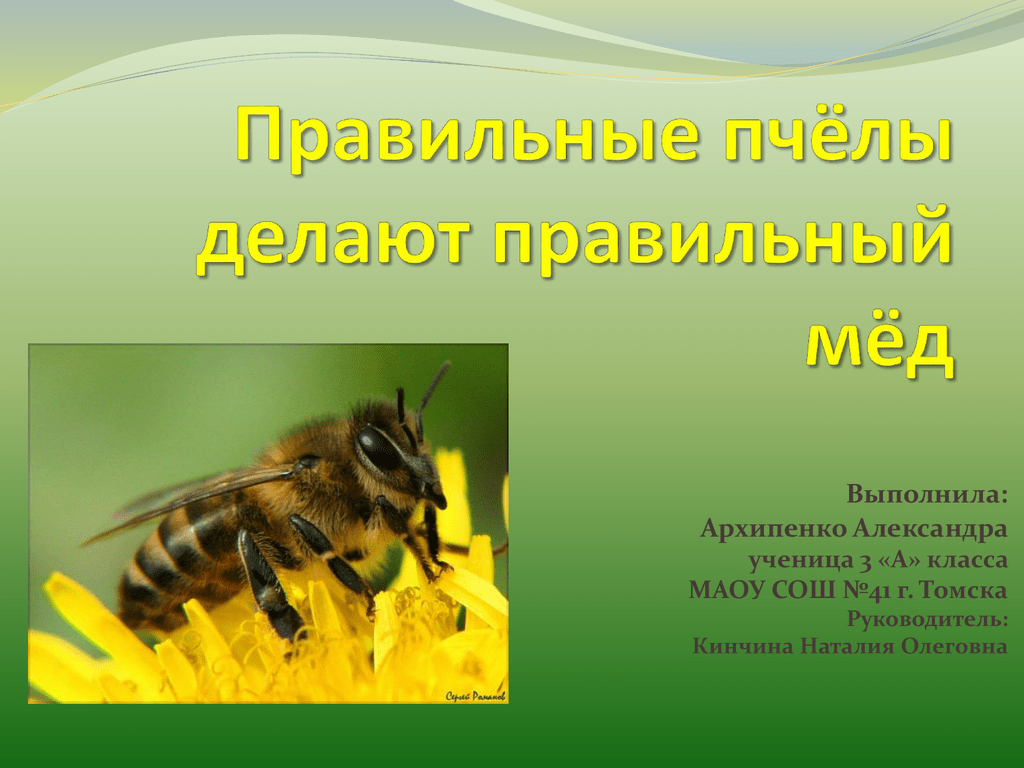 Что делают пчелы. Правильные пчелы. Правильные пчелы правильный мед. Пчелы делают мед. Правильные пчелы делают правильный мед.