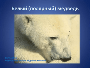 Презентация "Белый (полярный) медведь"