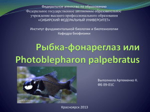 Photoblepharon palpebratus - Институт фундаментальной