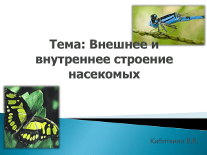 Тема: Внешнее и внутреннее строение насекомых