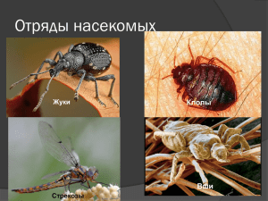 Отряды насекомых Клопы Вши Стрекозы