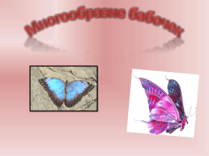 Интересные факты о бабочках