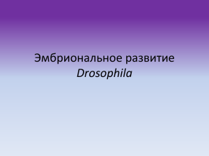 Эмбриональное развитие Drosophila