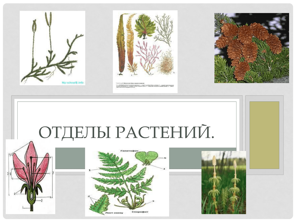 Какие отделы растений показаны на рисунке. Отделы растений. Отделы растений растений. Растения разных отделов. Перечислите отделы растений.