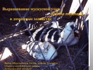 Выращивание мускусной утки в домашнем хозяйстве (Cairina moschata)