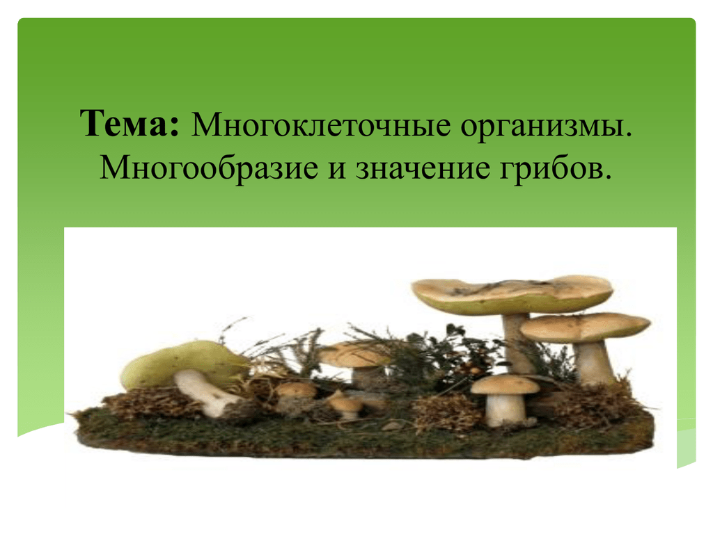 Многоклеточные организмы грибы. Многоклеточные грибы значение. Как выглядят многоклеточные грибы. Тема грибы многоклеточные организмы примеры.