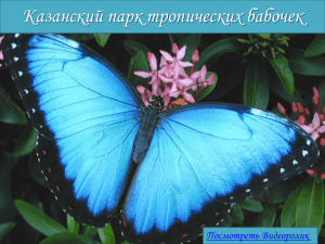 Казанский парк тропических бабочек Посмотреть Видеоролик