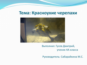 Гусев Дмитрий 4а класс:«Красноухие черепахи