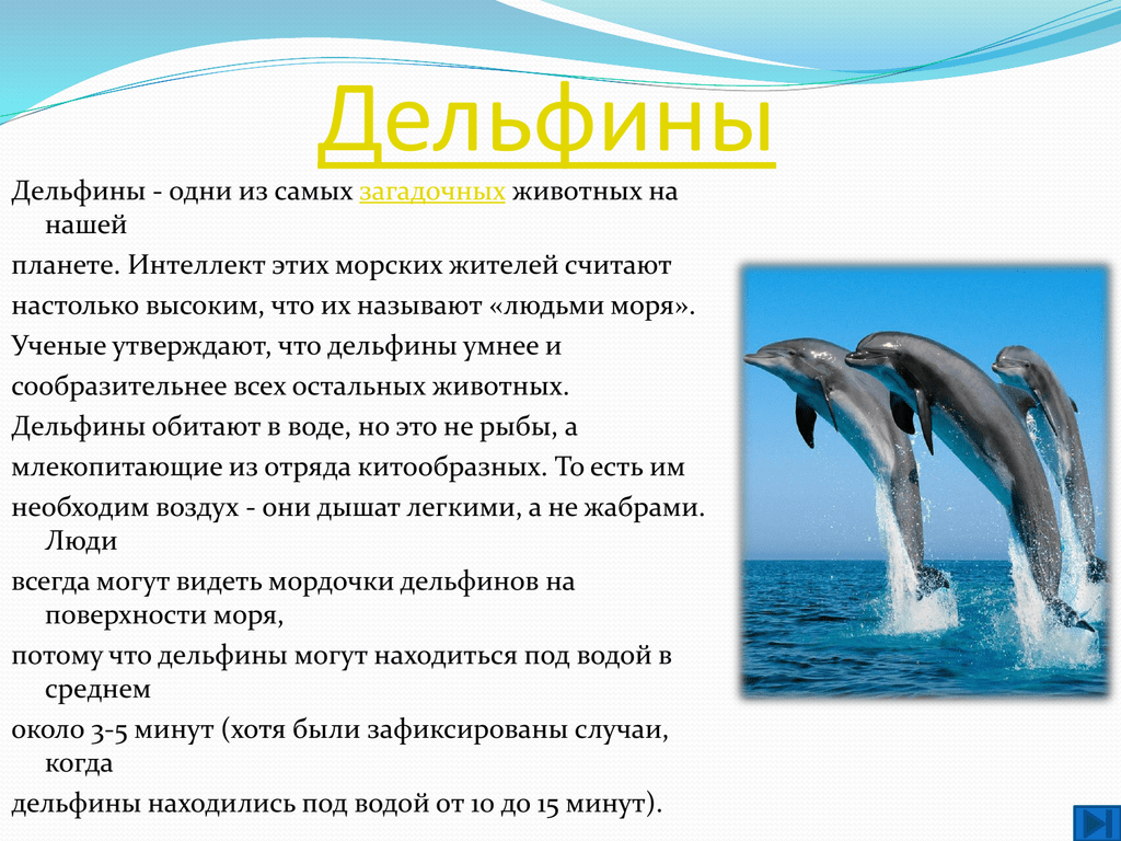 Дельфин относится к группе животных. Дельфин сообщение 2 класс. Рассказ о дельфинах. Дельфин описание. Сообщение о дельфине.