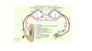 Функциональная анатомия центрального отдела нервной системы