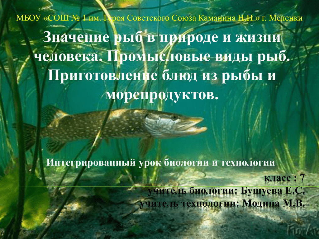Какие мужчины нужны рыбам. Роль рыб в природе. Рыбы в природе и жизни человека. Многообразие рыб в жизни человека. Роль рыб в природе и жизни человека.
