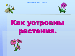 Как устроены растения.