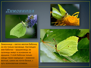 Лимонница – светло-желтая бабочка, но это только прозвище. Настоящее