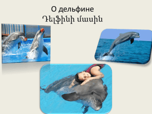 О дельфине Դելֆինի մասին