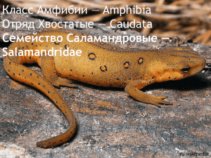 Семейство Саламандровые — Salamandridae