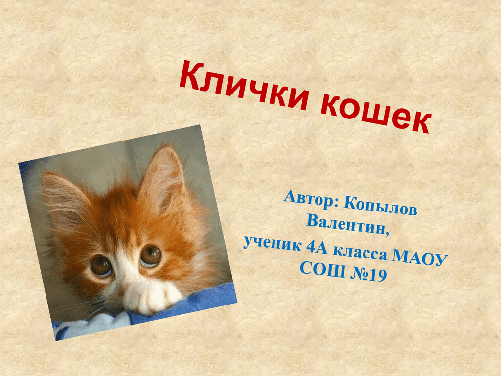 Кошка имя. Клички для кошек. Клички для котят. Имена для кошек. Клички домашних животных кошек.