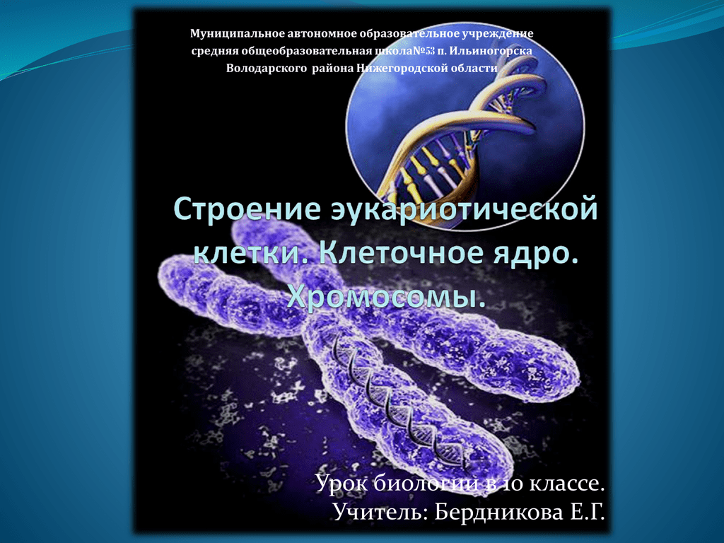 Ядерная хромосома. Клеточное ядро хромосомы 10 класс. Строение хромосомы 10 класс биология. Хромосомы эукариотической клетки. Ядро и хромосомы эукариотической клетки.