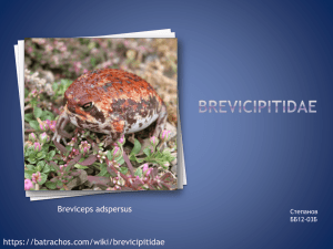 Brevicipitidae