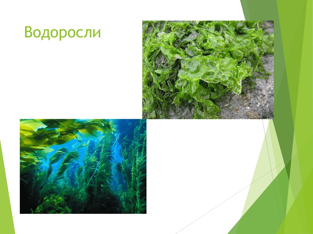 5 примеров водорослей