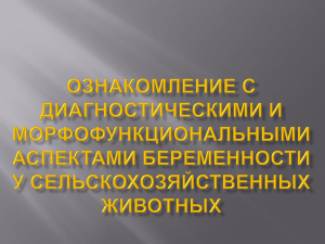 Беременность Типы плацент и их взаимосвязь с плодом