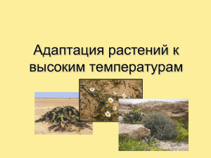 Адаптация растений к высоким температурам . Пустыни