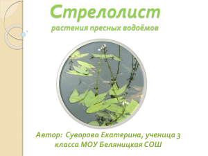 Cтрелолист растения пресных водоёмов Автор:  Суворова Екатерина, ученица 3