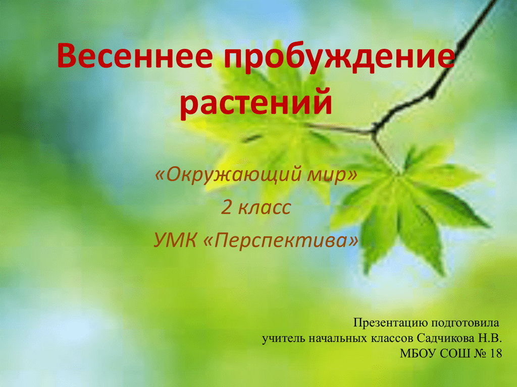 Презентация мир растений 2 класс. Весеннее Пробуждение растений 2 класс. Весна Пробуждение растения. Весеннее Пробуждение растений 2 класс окружающий мир. Весеннее Пробуждение растений 2 класс окружающий мир презентация.