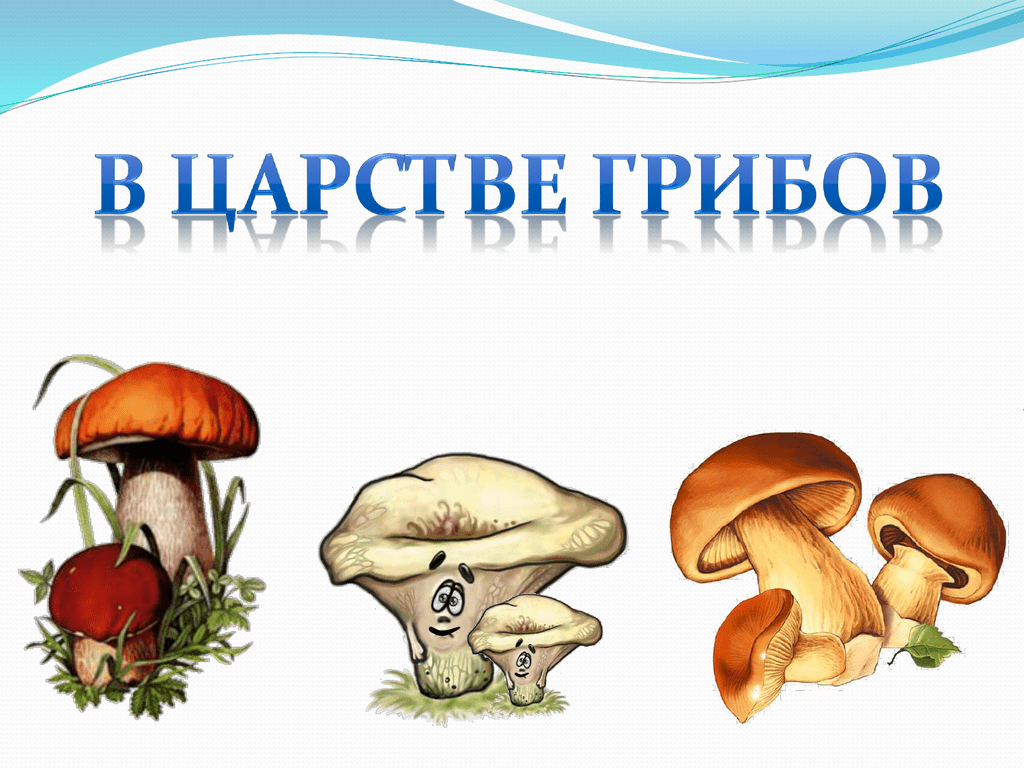 Есть царство грибов