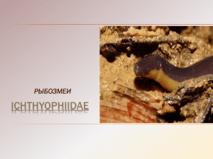 Ichthyophiidae