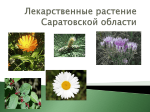 Лекарственные растение Саратовской области