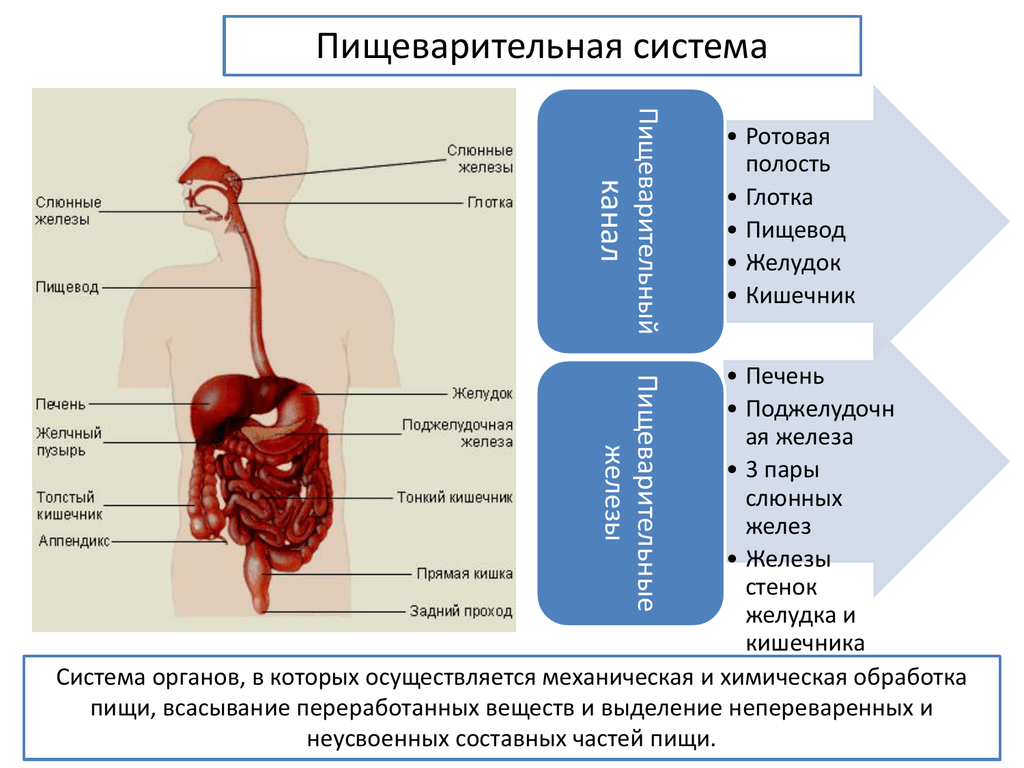 Пищеварительные органы человека таблица. Система органов пищеварения + пищеварительные железы. Строение пищеварительной системы ЕГЭ. Строение пищеварительной системы человека ЕГЭ. Схема пищеварительного канала.