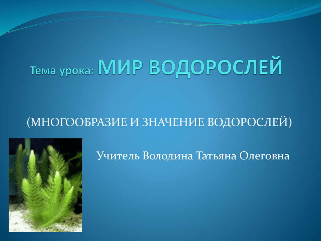 Каково значение ламинарии в жизни человека. Разнообразие водорослей. Водоросли многообразие водорослей. Презентация на тему водоросли. Многообразие водорослей презентация.