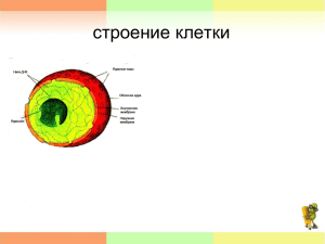 Строение клетки 6 класс Автушенко Л.Н.