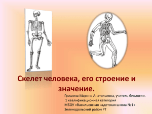 skelet_cheloveka