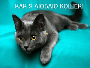Проектная работа на тему "Кошки" Никитиной Владиславы